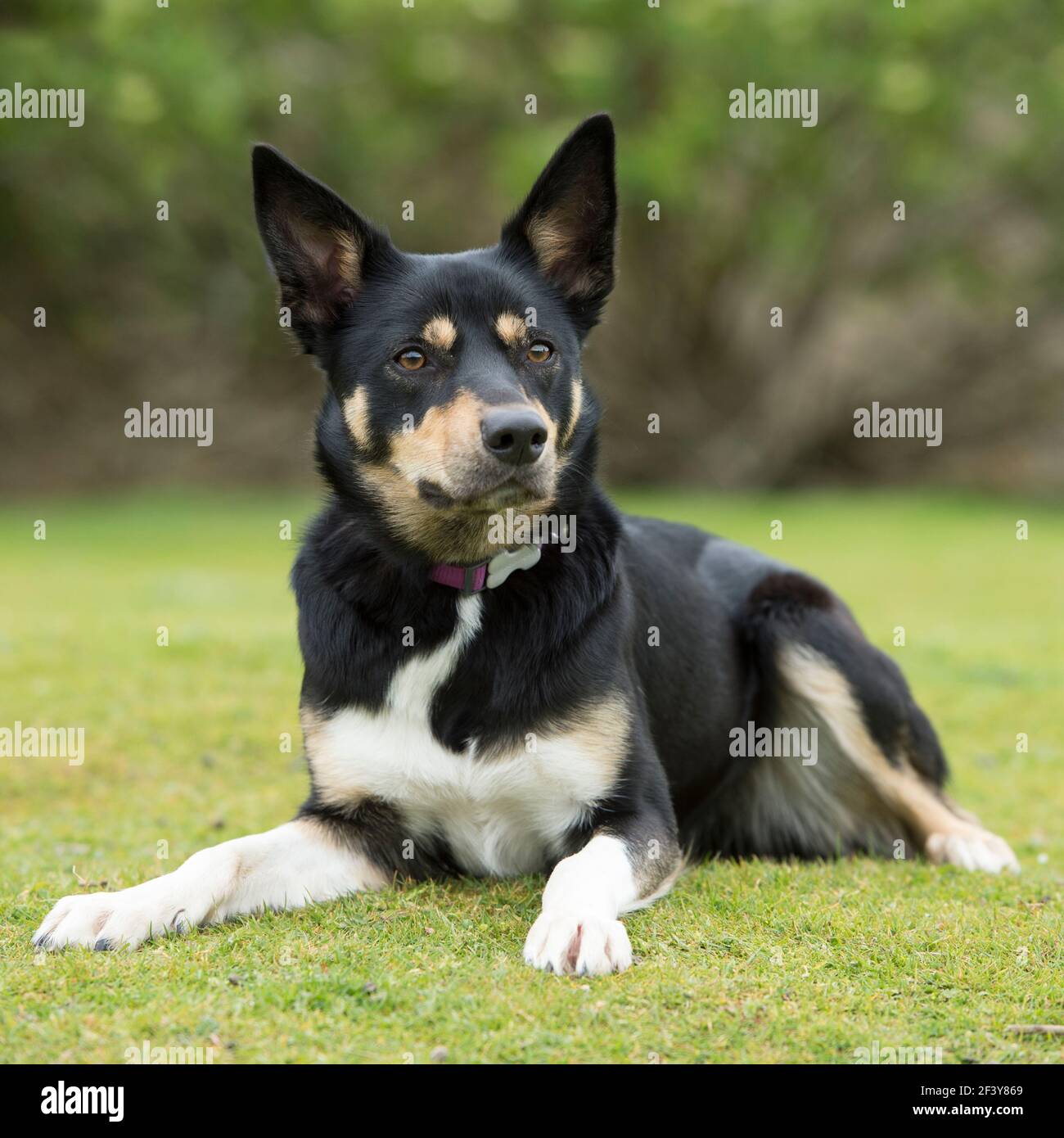 Does A Australian Kelpie Need A Collar