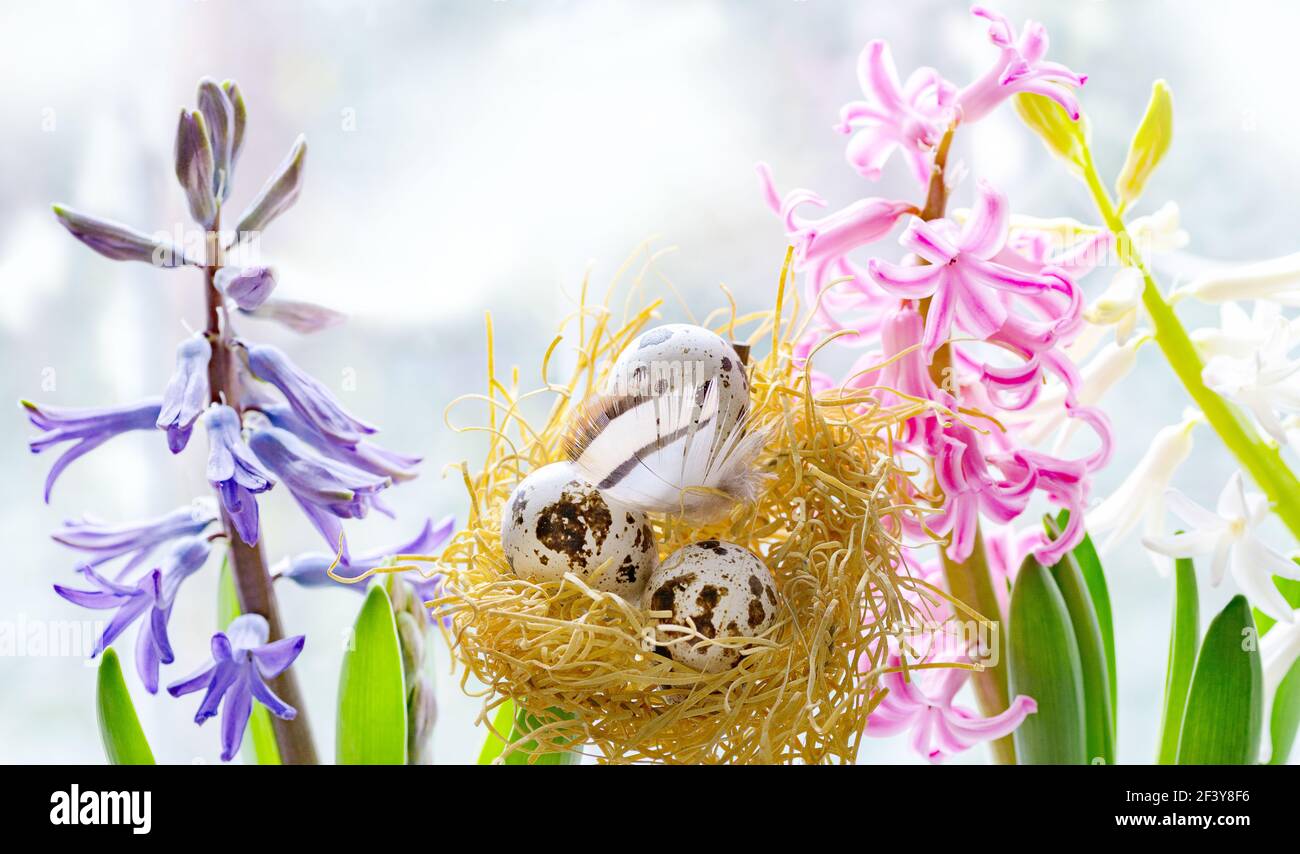 Easter holiday concept on light background quail eggs in sawdust in the nest surrounded by blue and pink hyacinths selective focus Stock Photo