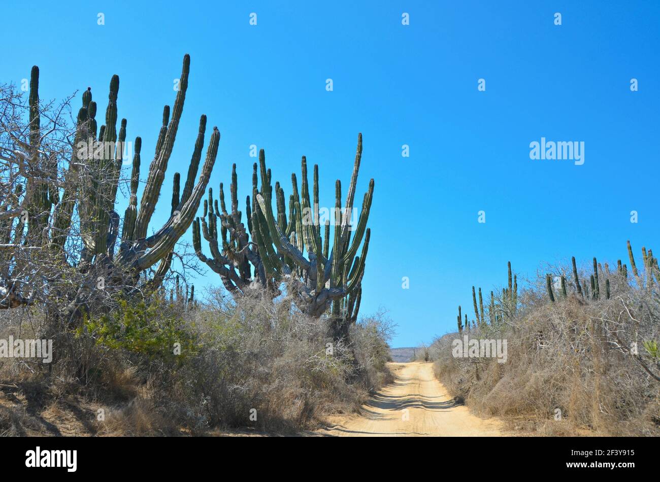 Landscape with Boojum trees in Baja California desert, ecoregion of