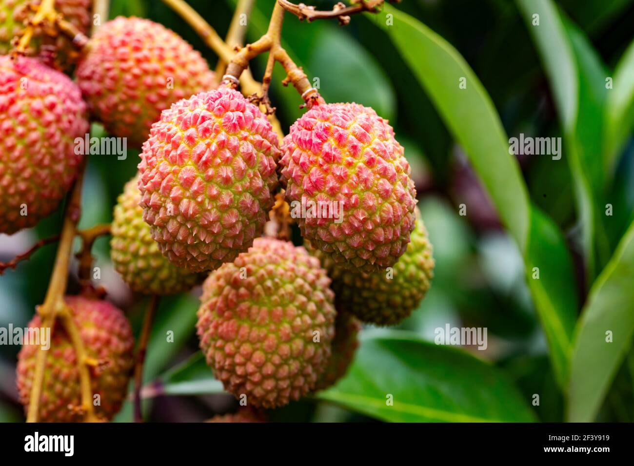 fresh juicy ripe litchi Stock Photo