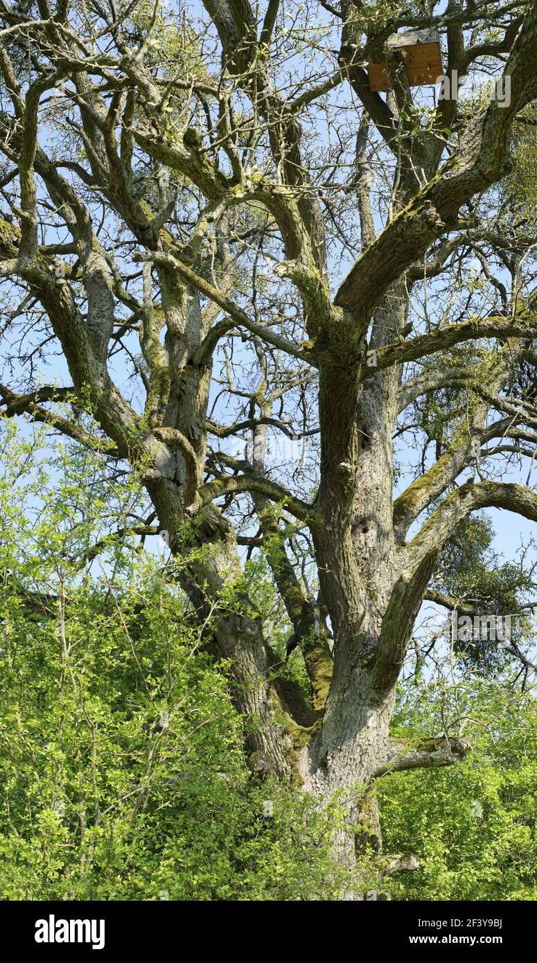 Majestic oak tree hi-res stock photography and images - Alamy