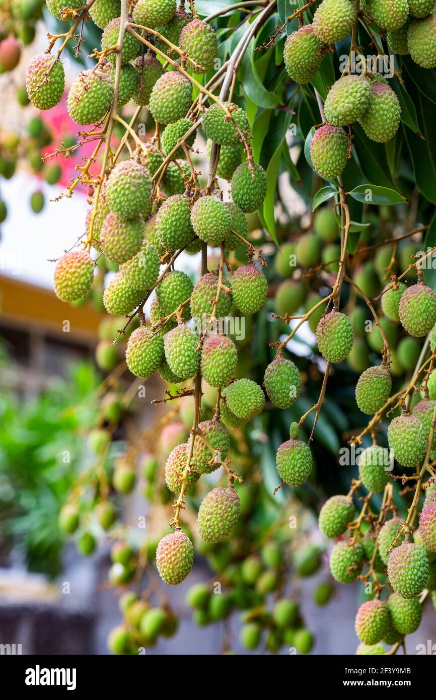 fresh bunch of green litchi on tree. Stock Photo