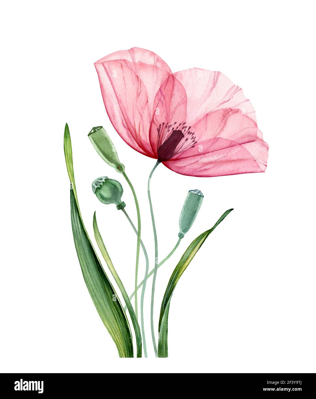 poppy flowers watercolor painting