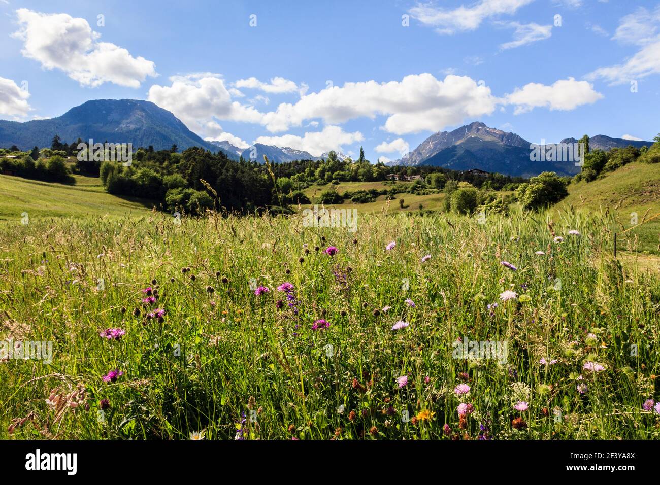 Summer Alpine wild flower meadow in green valley. Imst Austria Europe Stock Photo
