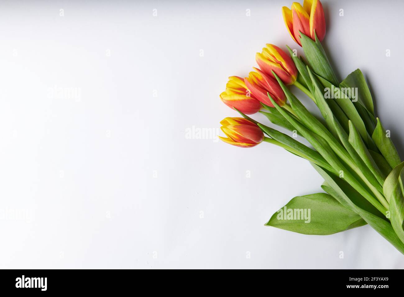 five yellow-red tulips on a white background Stock Photo