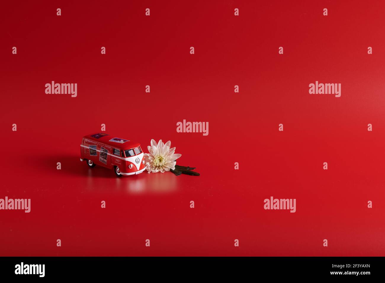 one white flower lies by a red bus on a red background Stock Photo