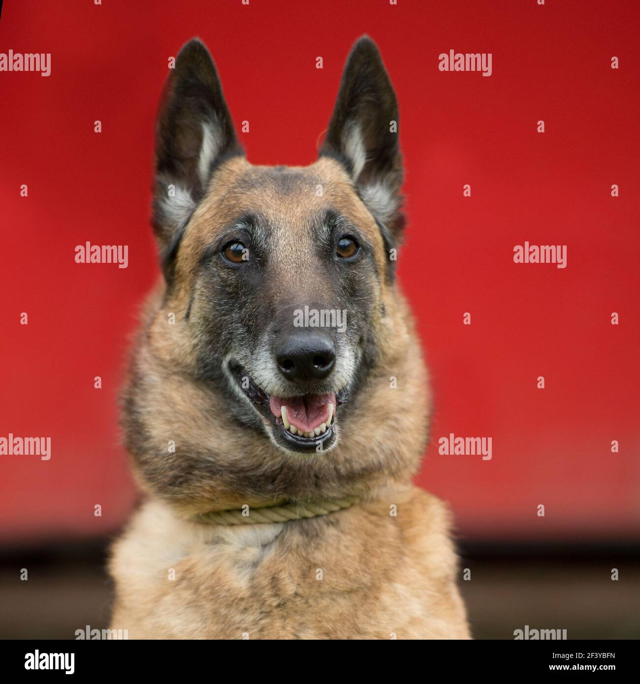 Belgian shepherd dog Stock Photo