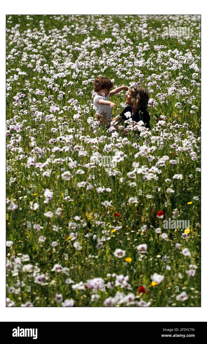 A field of Poppy at Kew Gardens being enjoyed by Kate Green and her 2 yr old daughter Anna... see story by Mike McCarthy.pic David Sandison 11/6/2004 Stock Photo