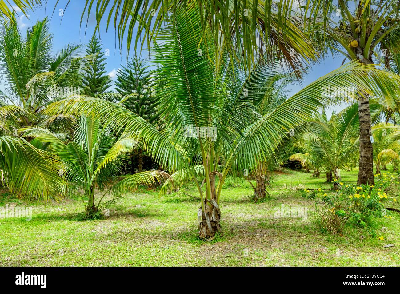 plantation of coconut trees Stock Photo Alamy