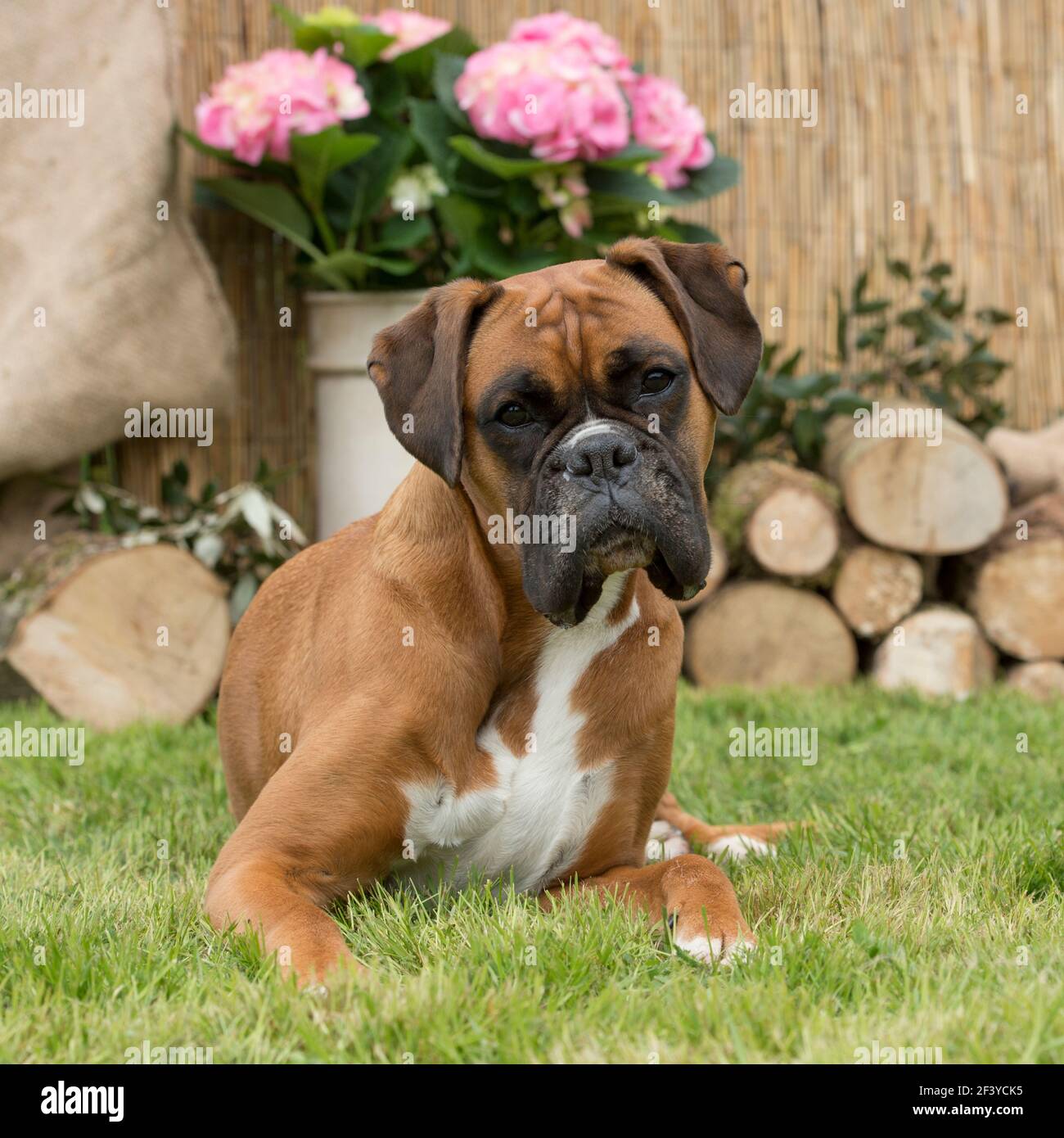boxer dog Stock Photo