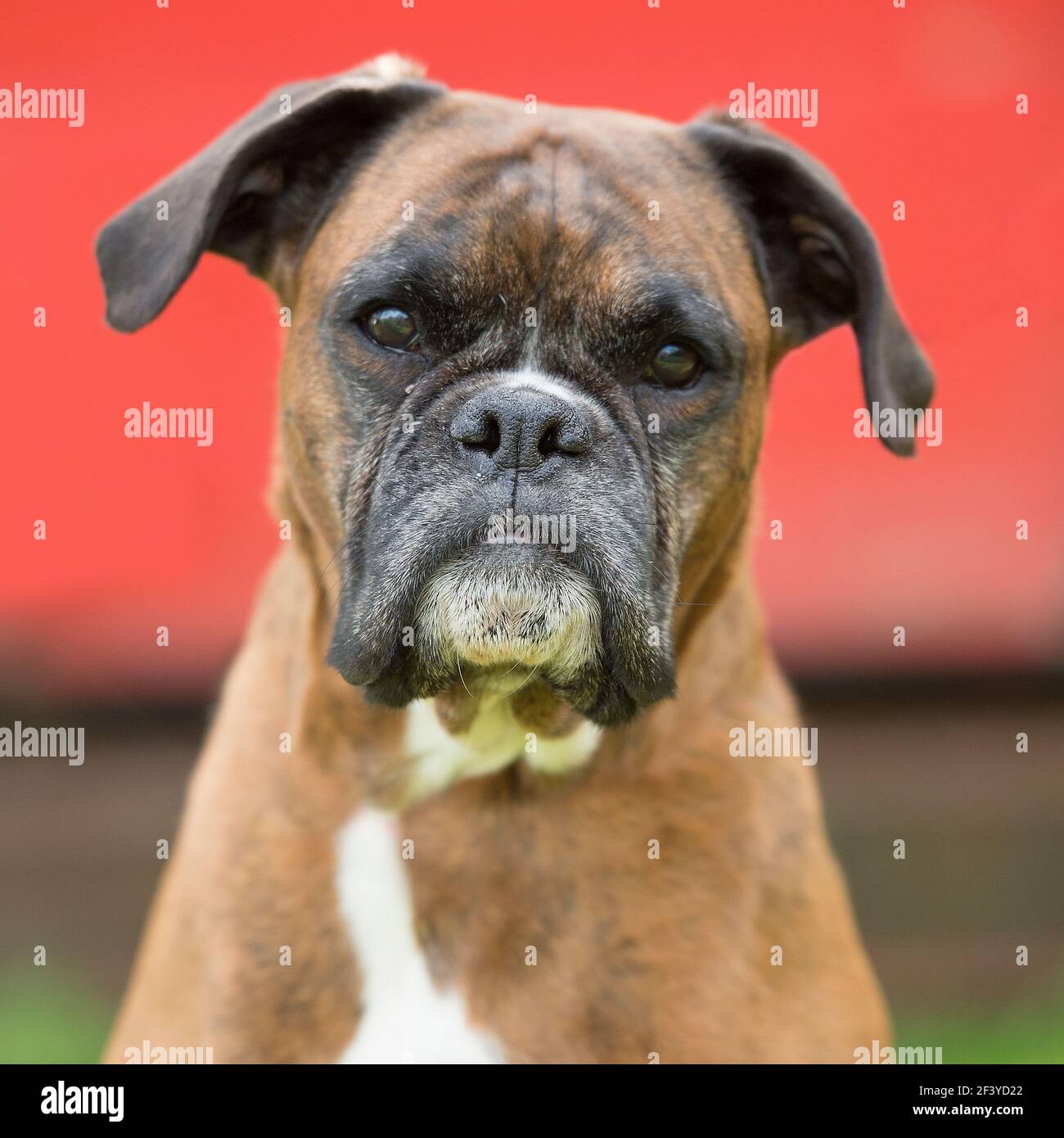 Boxer, undocked tail, uncropped Stock Photo