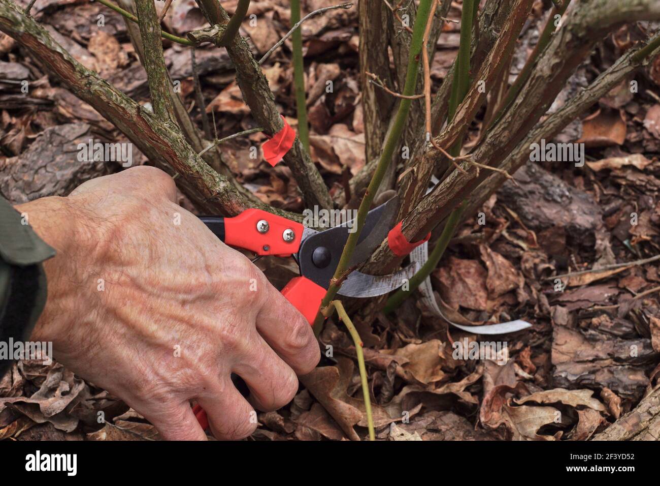 Pruning the blueberry bush (Vaccinium corymbosum). Pruning old branches previously marked with red foil. Early spring. Stock Photo