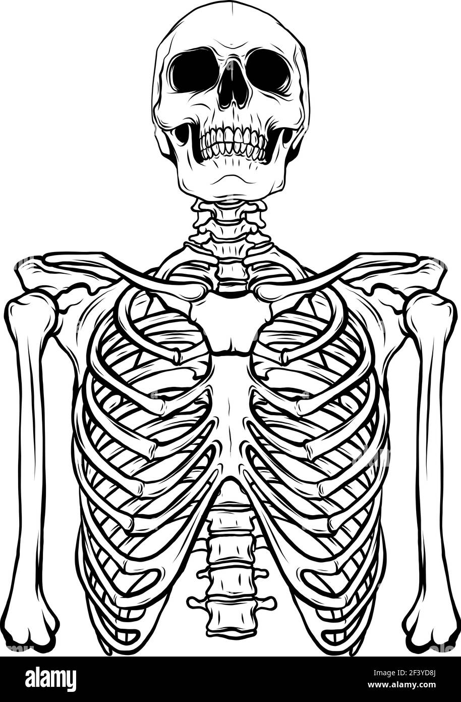 Skeleton Body Front - Drawing. Public domain image. - PICRYL - Public  Domain Media Search Engine Public Domain Search