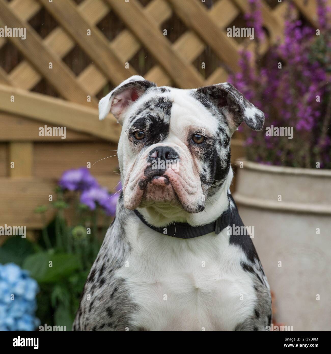 Old tyme bulldog deals blue