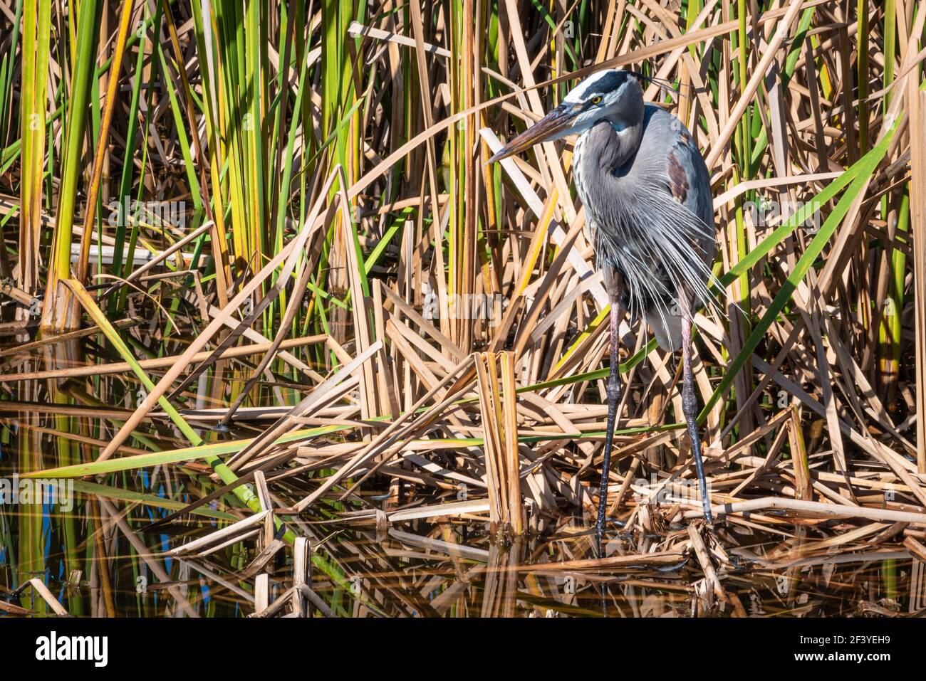 Great Blue Heron (Ardea herodias) at Lake Apopka in Winter Garden, Florida. (USA) Stock Photo