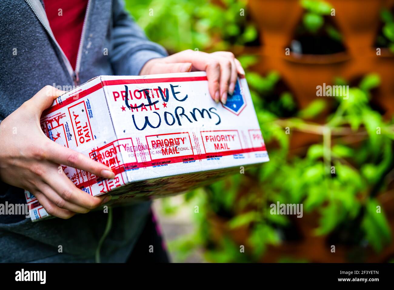 Herndon, USA - April 29, 2020: Woman holding USPS package box with online order of live earthworm and redworm red wigglers worms for home garden in bl Stock Photo