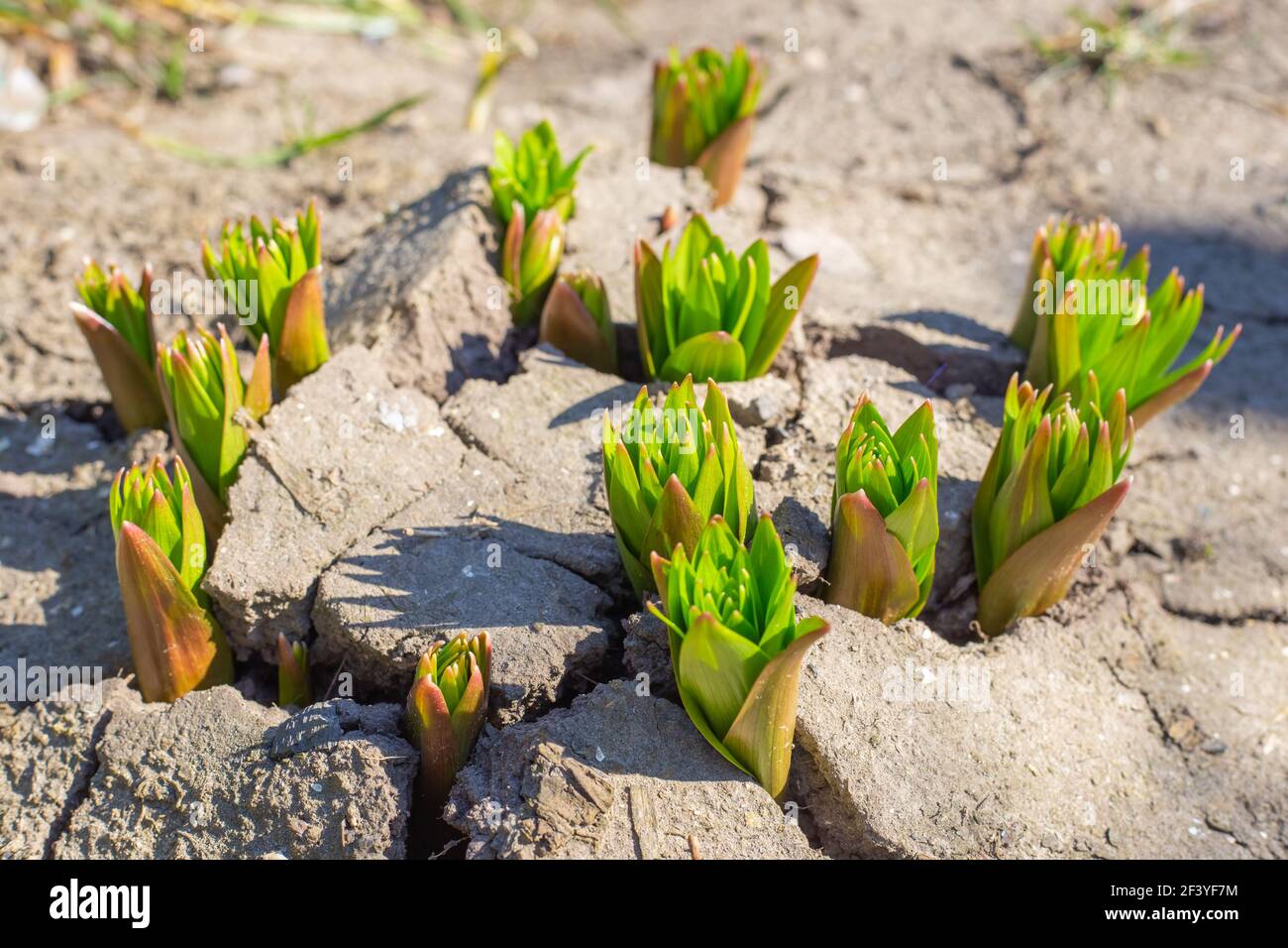 Sprouts of young lily bulbs sprouting from the cracked ground in spring. The awakening of nature. Stock Photo