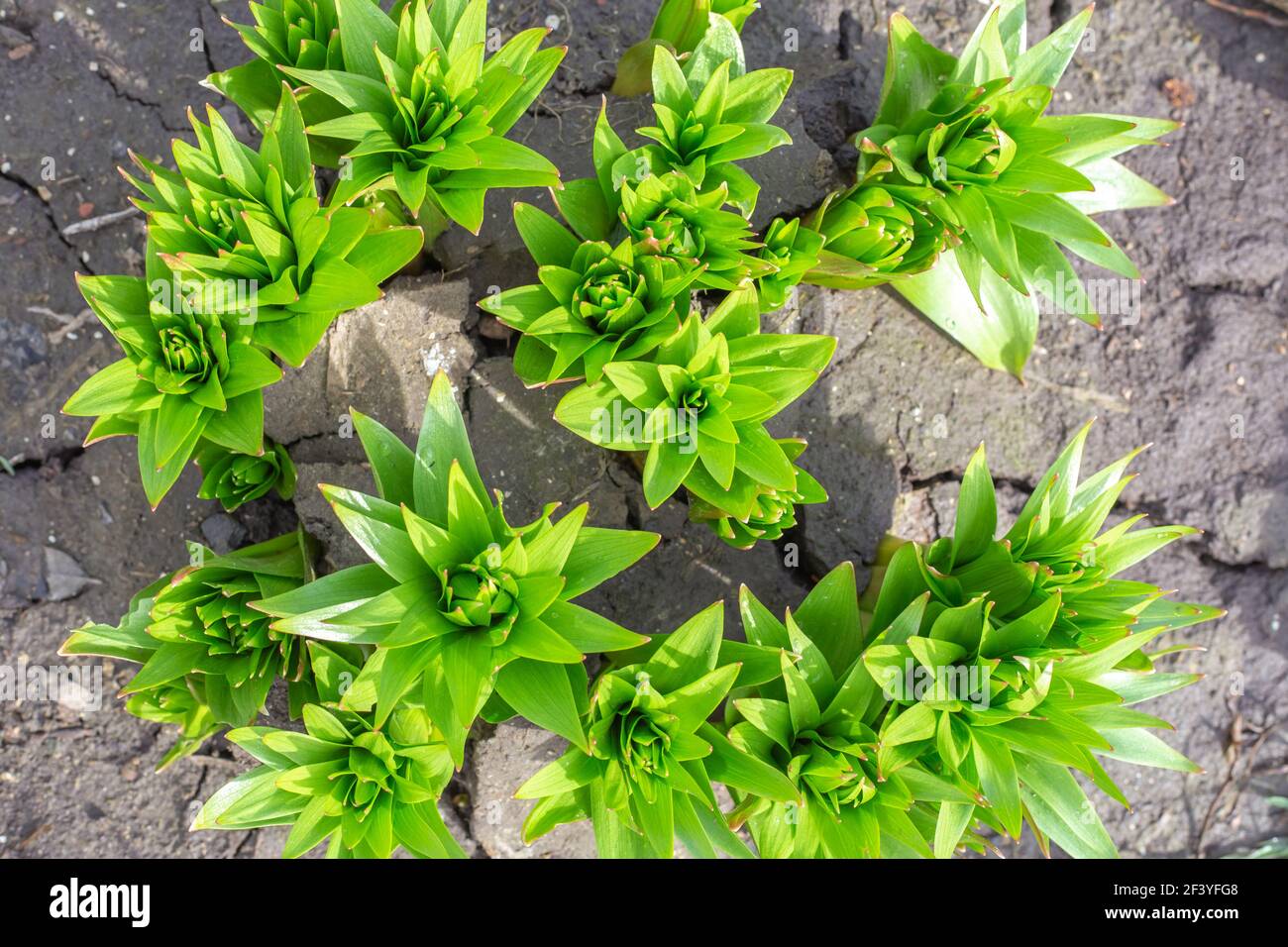 Springs of young lilies sprouting from the cracked ground in spring, top view. The awakening of nature. Stock Photo