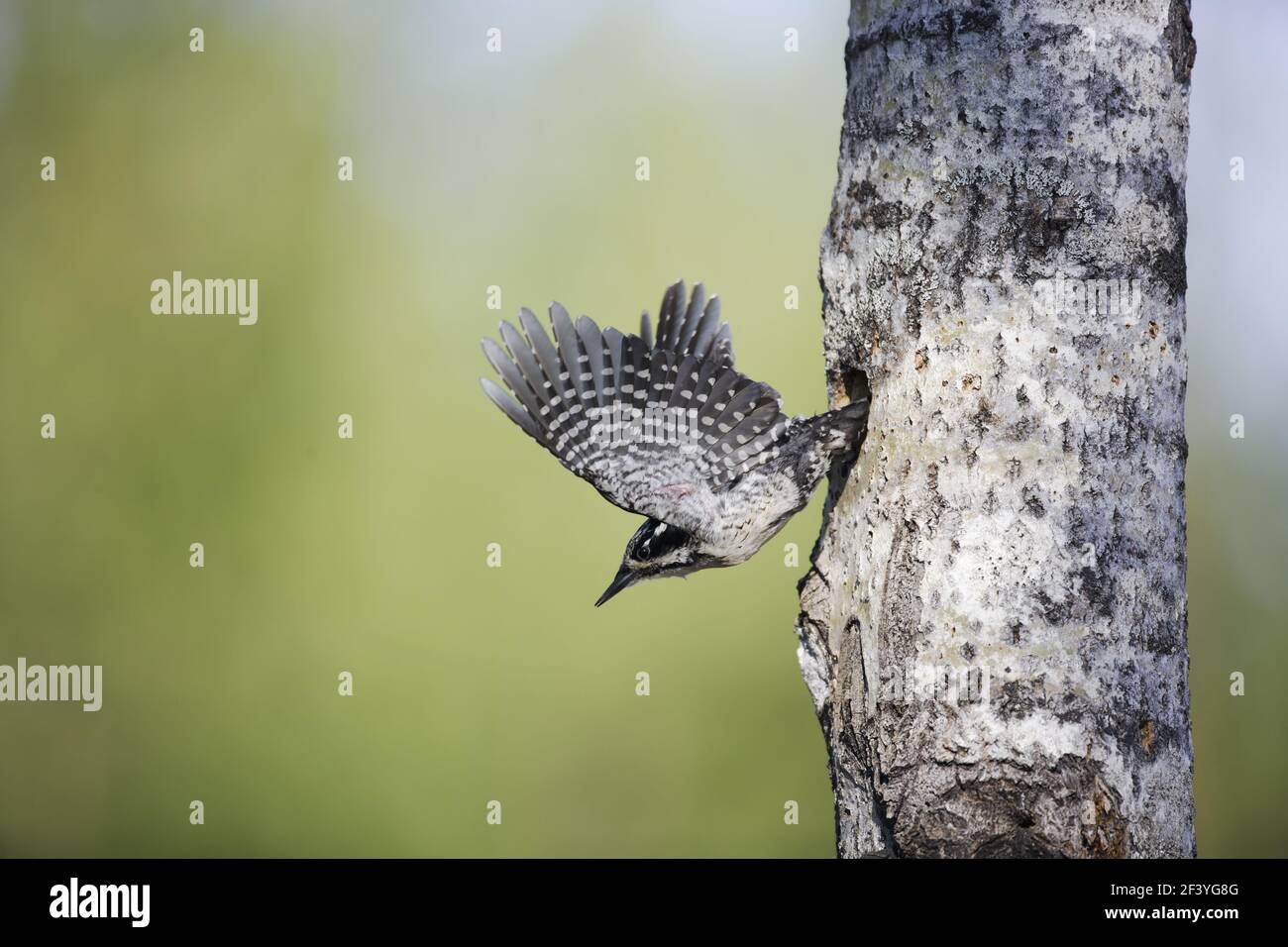 Three-Toed Woodpecker - Leaving Nest HolePicoides tridactylus  Oulu Region, Finland BI014679 Stock Photo