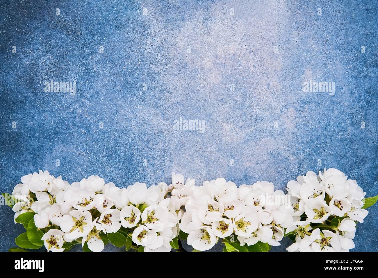 Pear flowers border on a blue background. Spring concept. Copy space for text, top view Stock Photo