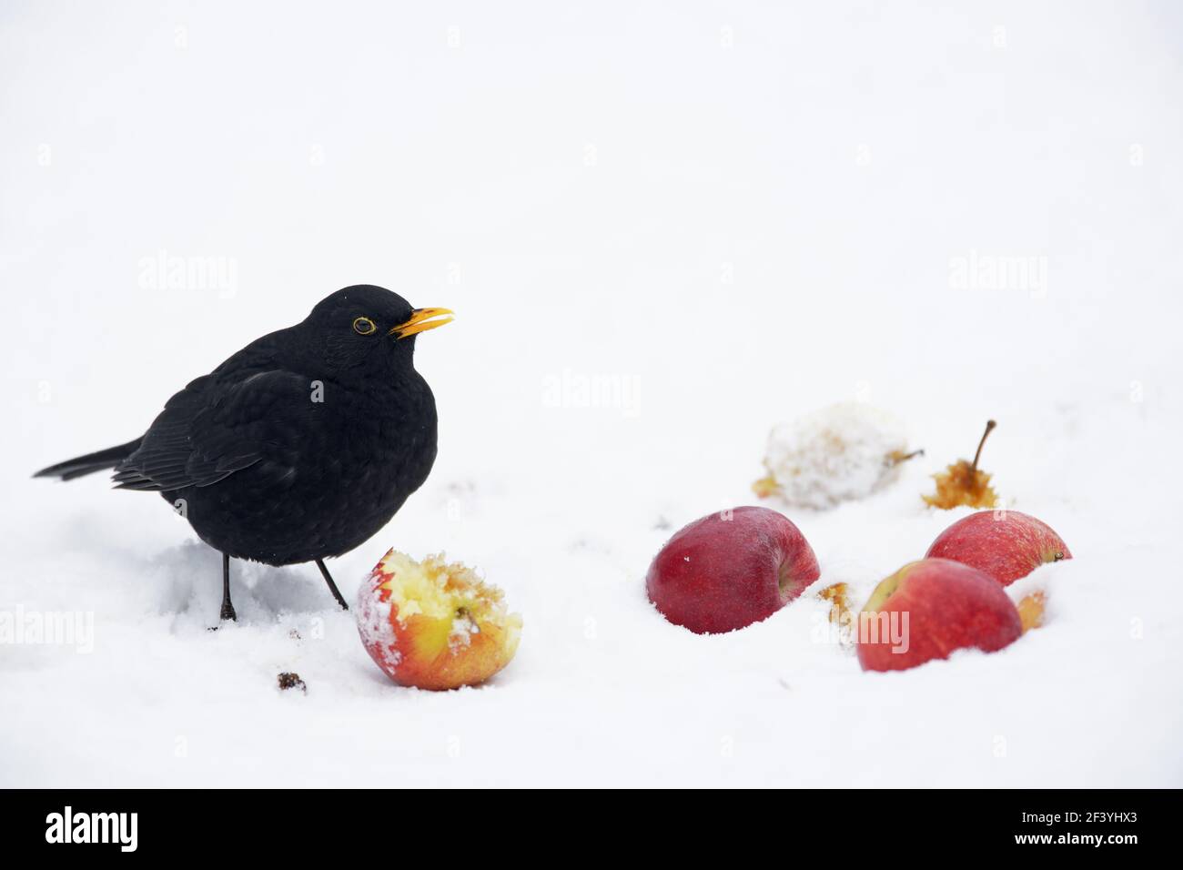 Blackbird - Male feeding on apples in snowTurdus merula Essex, UK BI019386 Stock Photo