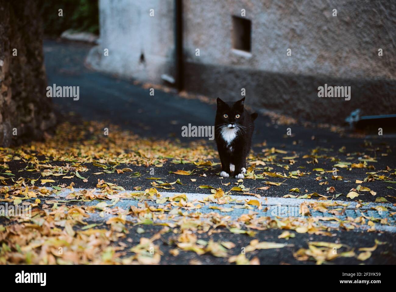 Cat in the street Stock Photo - Alamy