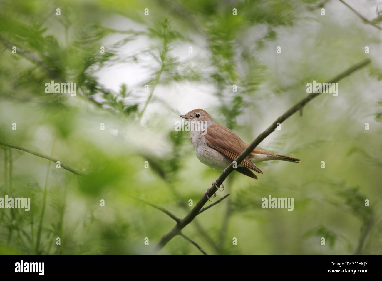 Nightingale  Luscinia megarhynchos Hungary BI19675 Stock Photo
