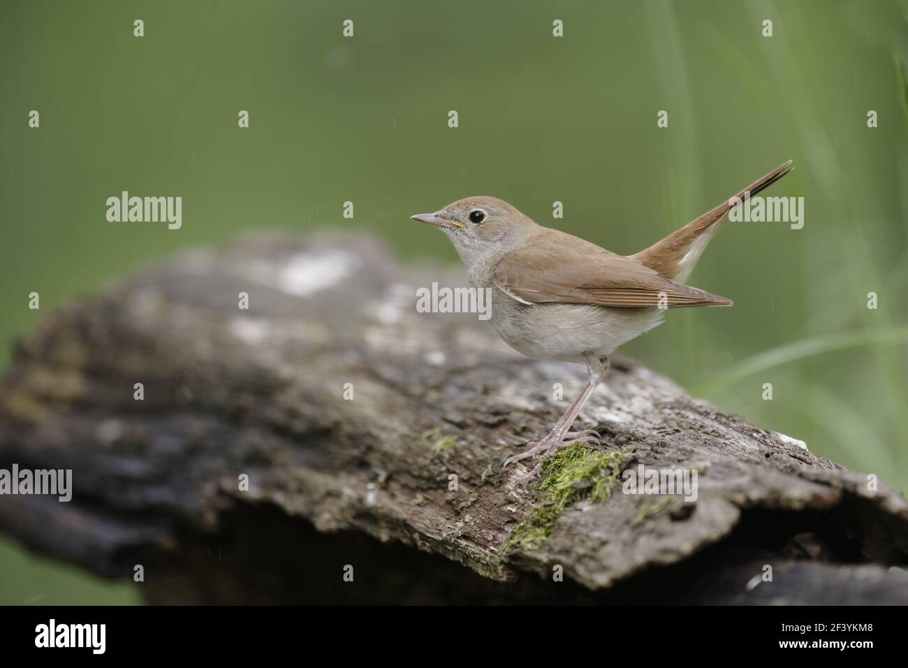 Nightingale  Luscinia megarhynchos Hungary BI19677 Stock Photo
