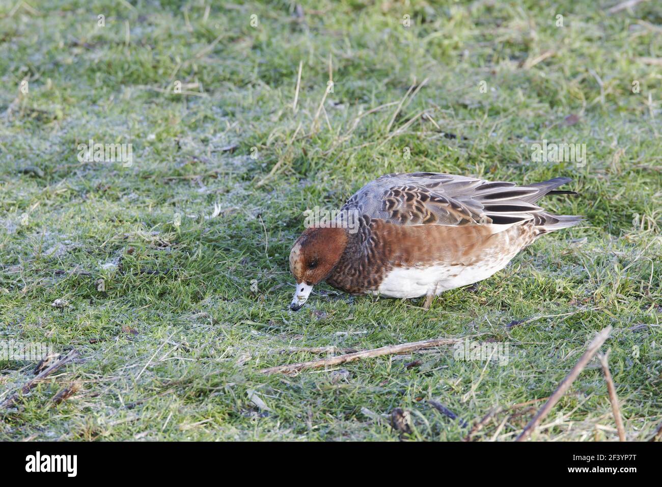Wigeon - Drake feeding in field Anas penelope Caerlaverock WWT centre Dumfries, Scotland BI020128 Stock Photo