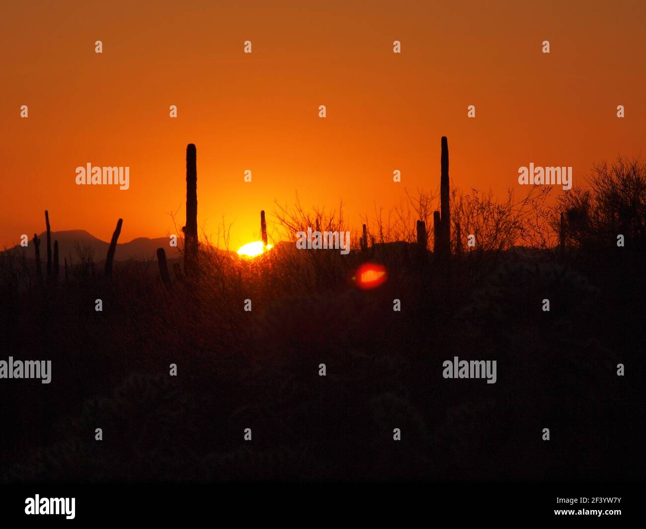 Arizona sunset in the Sonoran desert region of Arizona. Distant Saguaro cactus are silhouetted in the late day light. Stock Photo