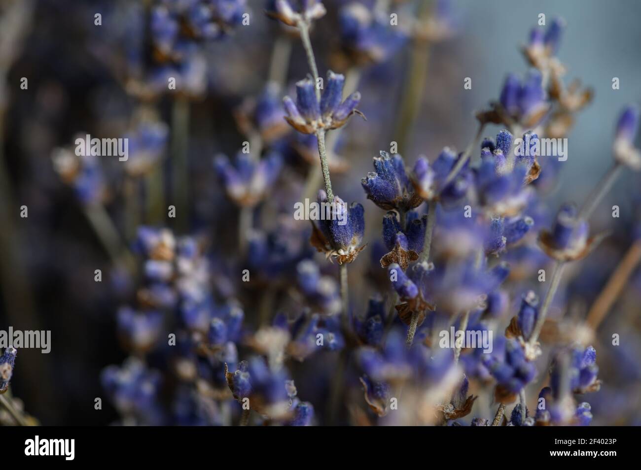 Hanging Lavender Bunches Hi-res Stock Photography And Images - Alamy