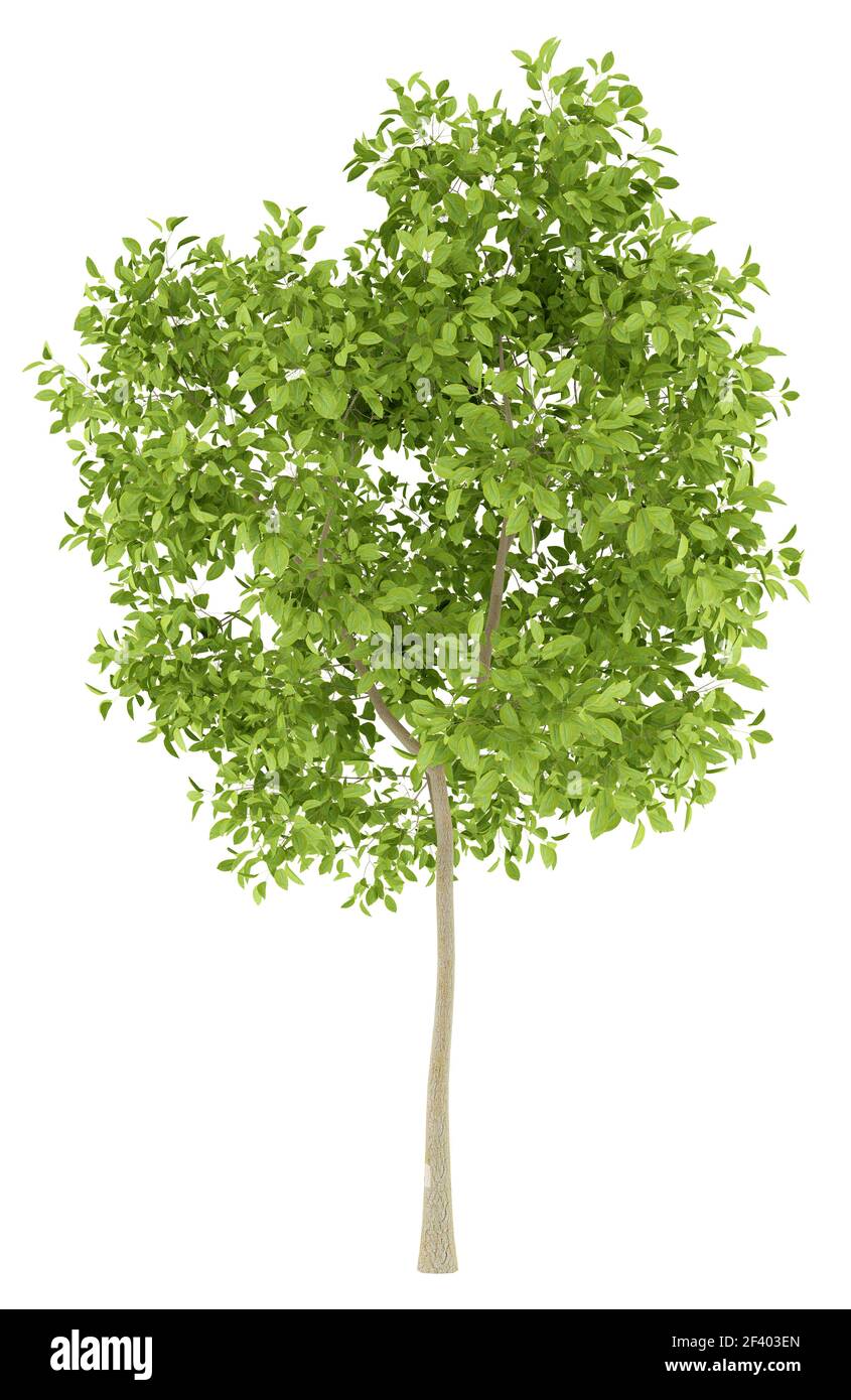 pear tree isolated on white background. 3d illustration Stock Photo - Alamy