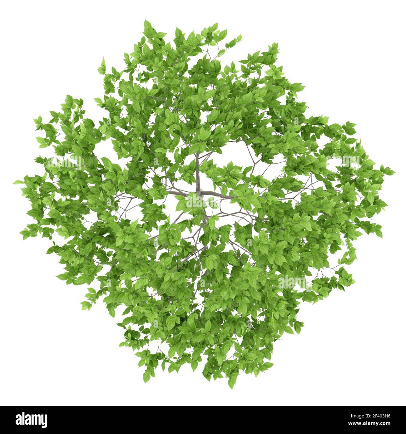 top view of plum tree isolated on white background. 3d illustration. top view of plum tree isolated on white background. 3d illustrat Stock Photo