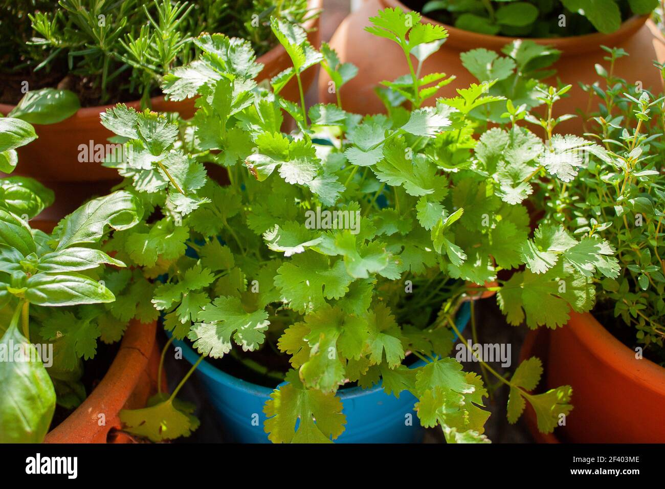 Coriander (cilantro) plant amongst other fresh herbs on a tiny balcony ...