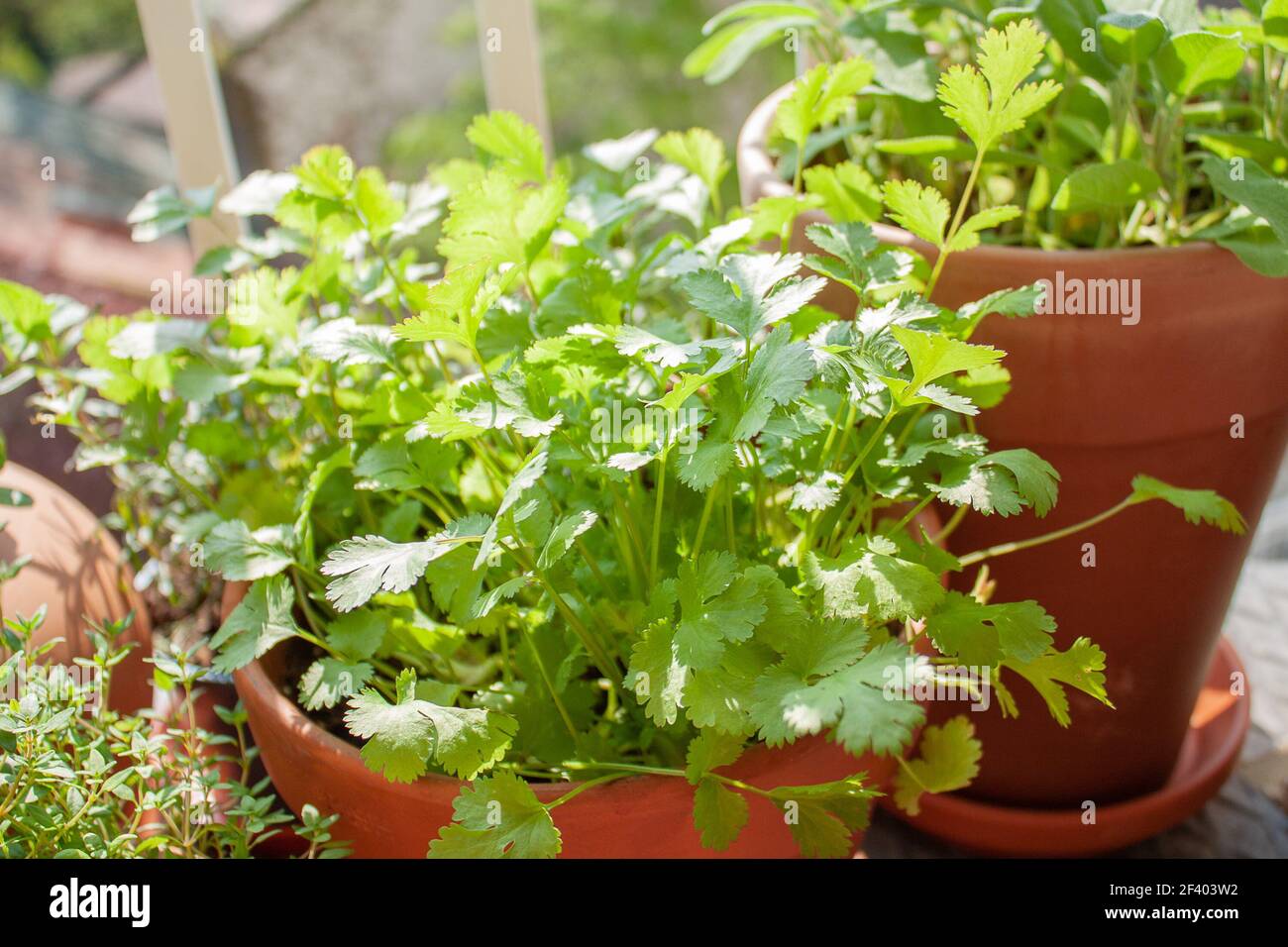 Coriander (cilantro) plant amongst other fresh herbs on a tiny balcony