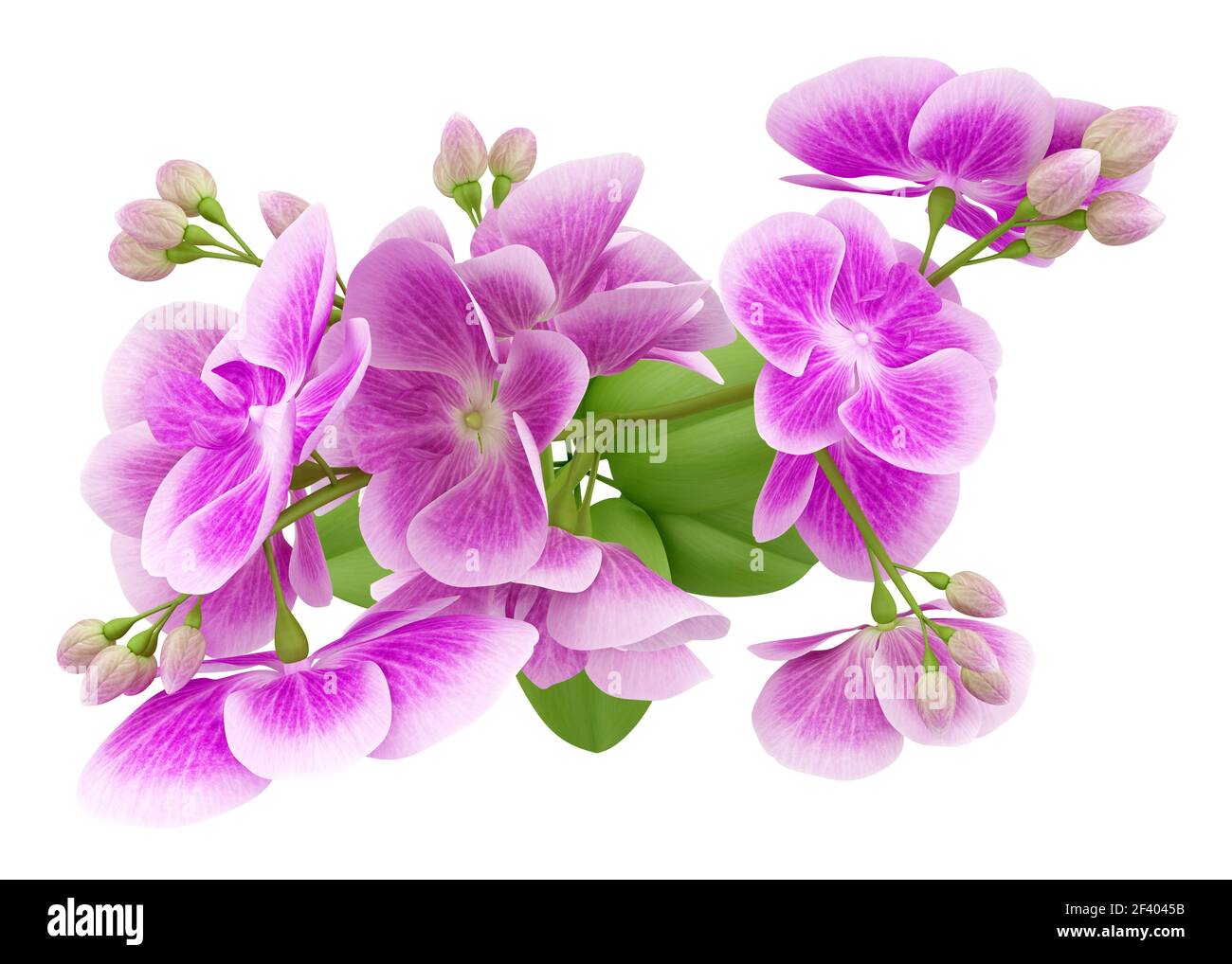 top view of purple orchid flower isolated on white background. 3d illustration. top view of purple orchid flower isolated on white background. 3 Stock Photo