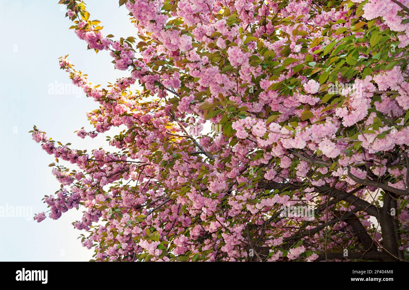 Beautiful sakura cherry blossom in spring time on a blue sky background ...
