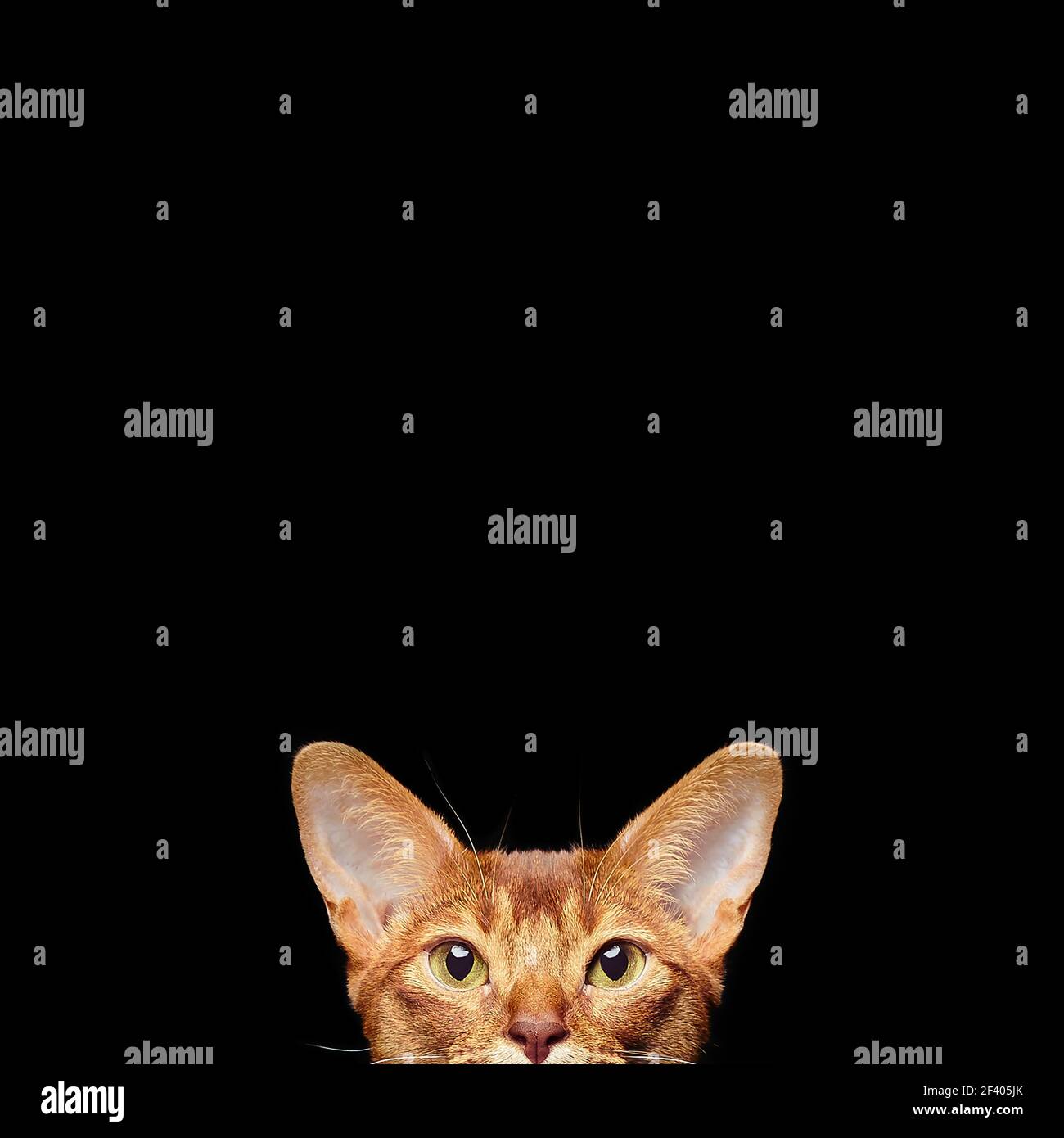 Portrait of beautiful young abyssinian cat. Portrait of beautiful young abyssinian cat. Close up of red cat.  Isolated on black background Stock Photo