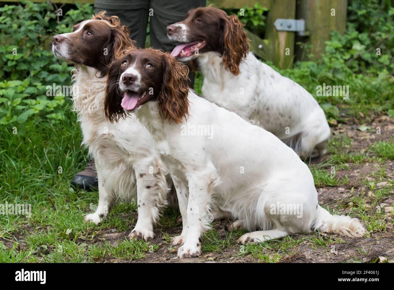 A trio of liver and white springer spaniels Stock Photo