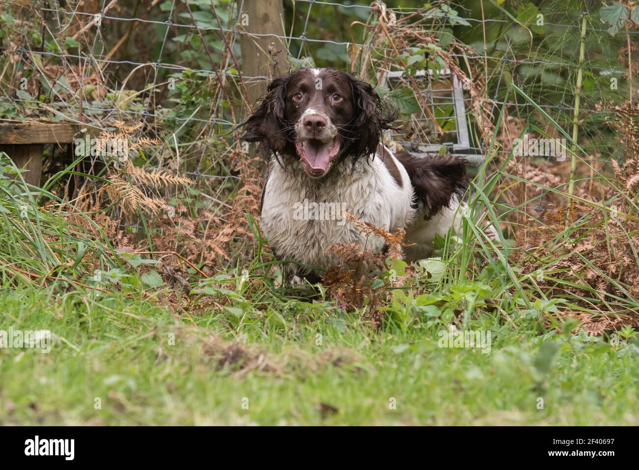 Working springer spaniels Stock Photo - Alamy