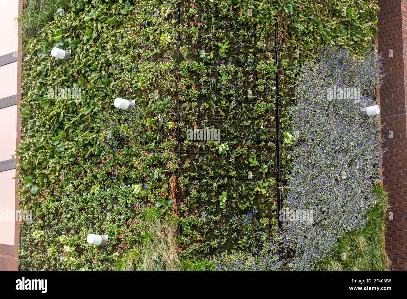 Detail of a living wall on Dukes Court, a 40 metre tall office building in Woking town, Surrey, England, UK, covered with green plants and flowers Stock Photo