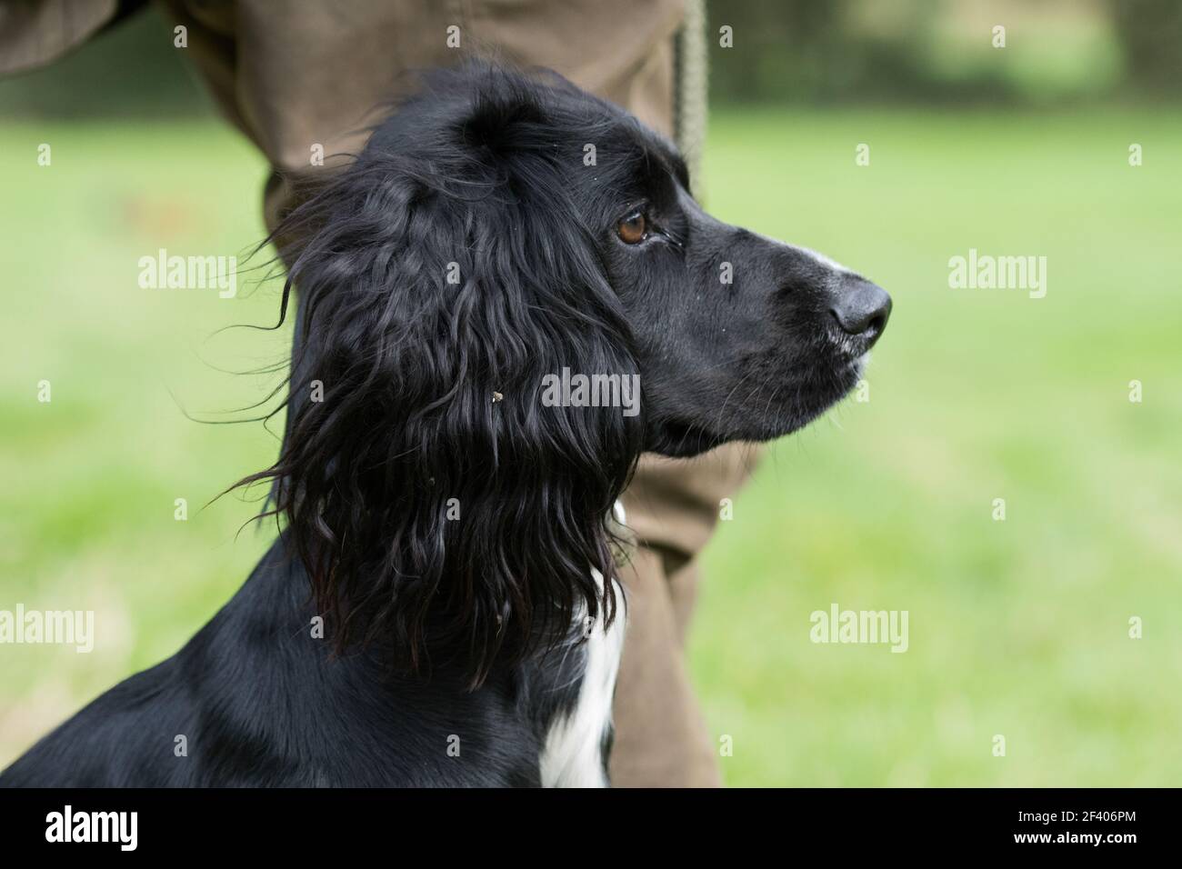 Working cocker spaniel, waiting at heel on a shoot day Stock Photo