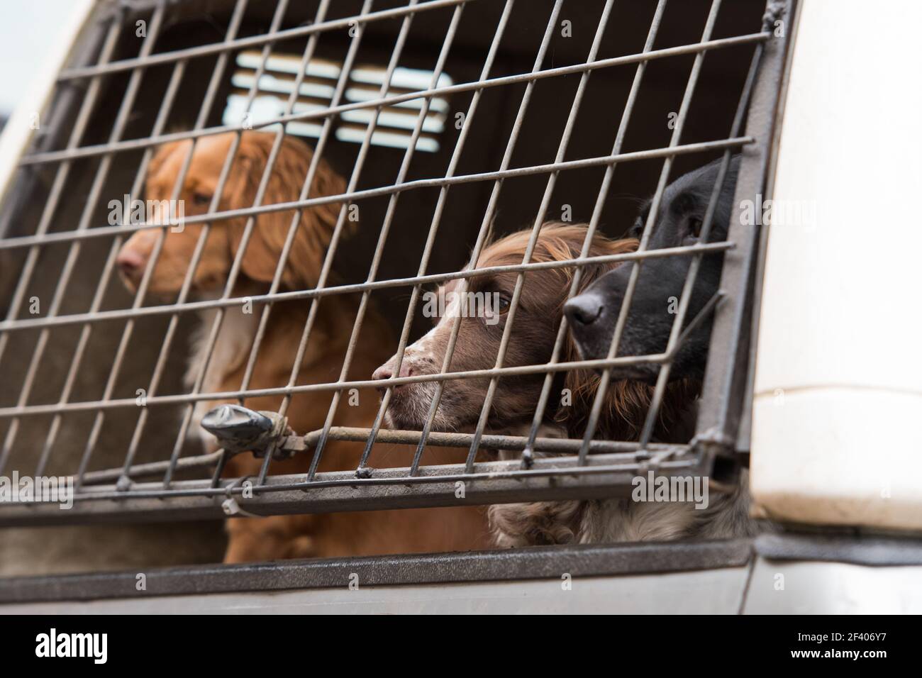 Gundogs waiting in the pick-up to start the next drive Stock Photo