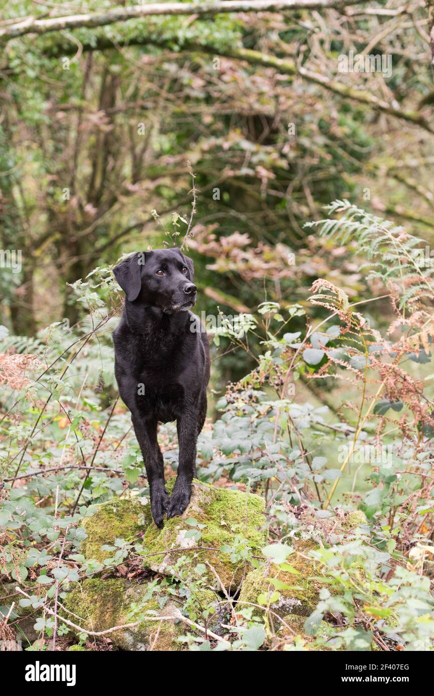 Portrait of a working black labrador outdoors Stock Photo