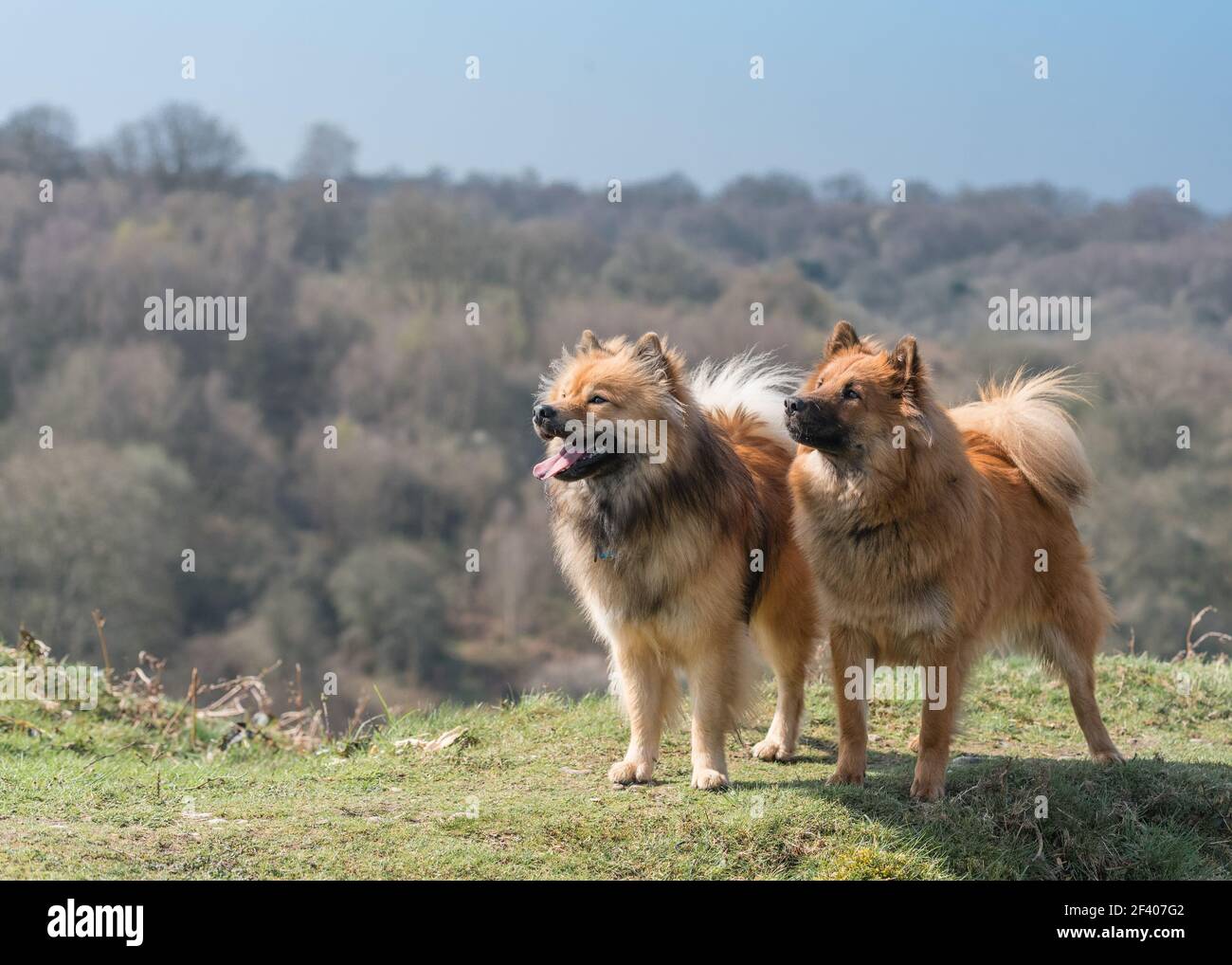 Eurasier dogs posing in the sunshine at Headley Heath in Surrey, England Stock Photo