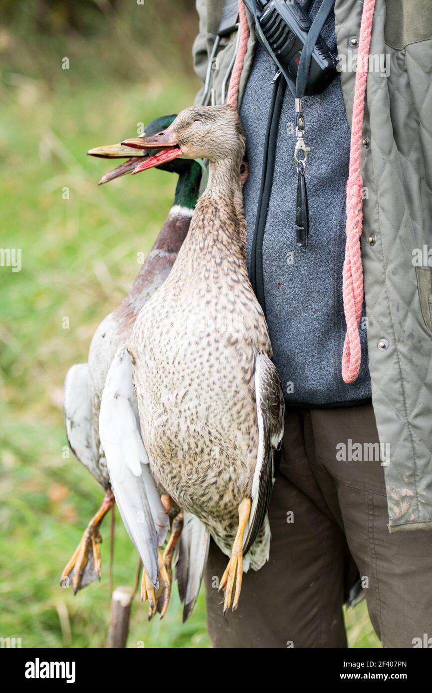 Duck and a drake in a game carrier, picked up from a shoot day Stock Photo