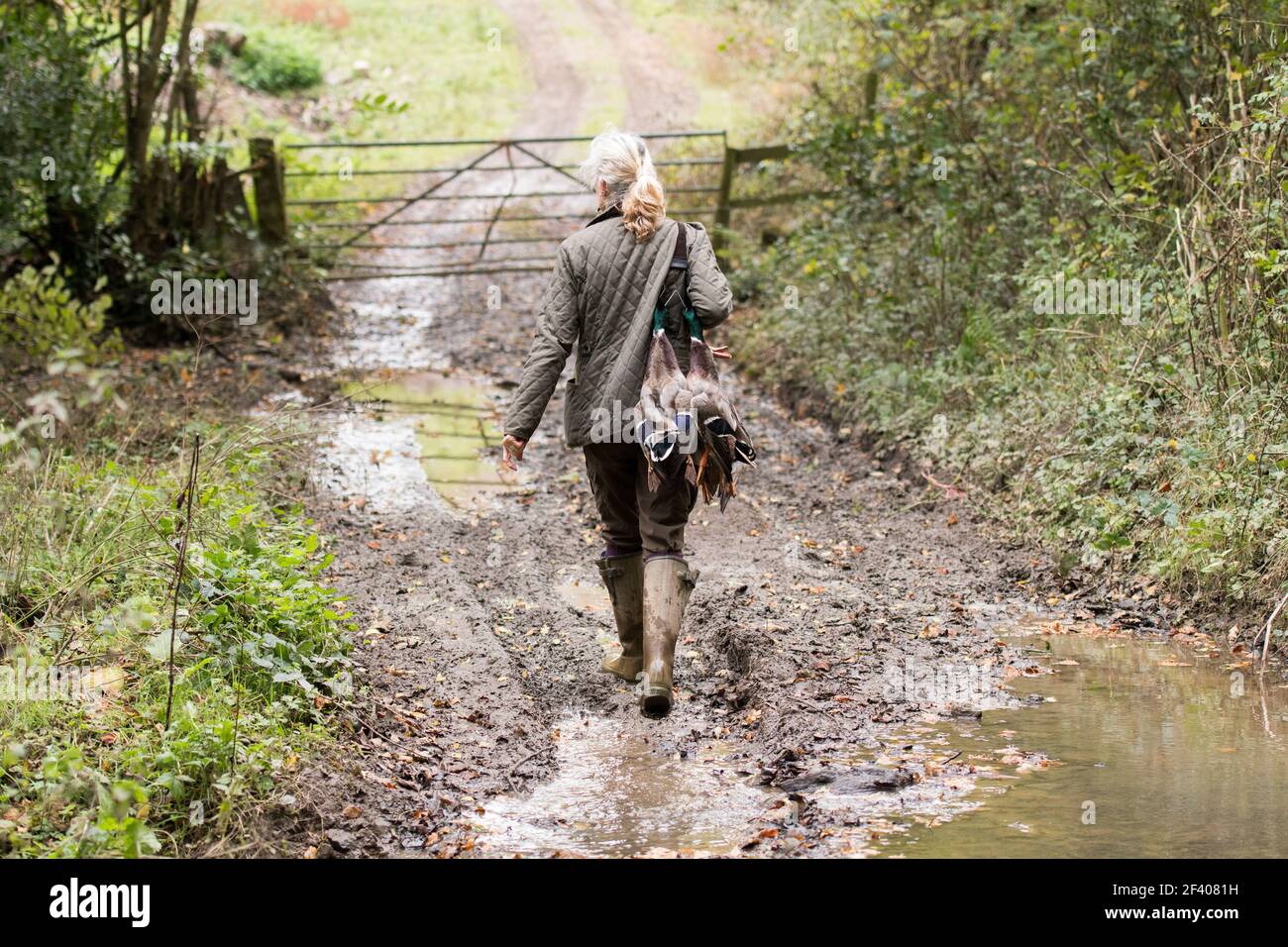 A woman picking up on a duck shoot Stock Photo