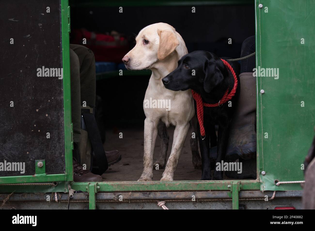 Working labradors in the beaters wagon / guns bus Stock Photo