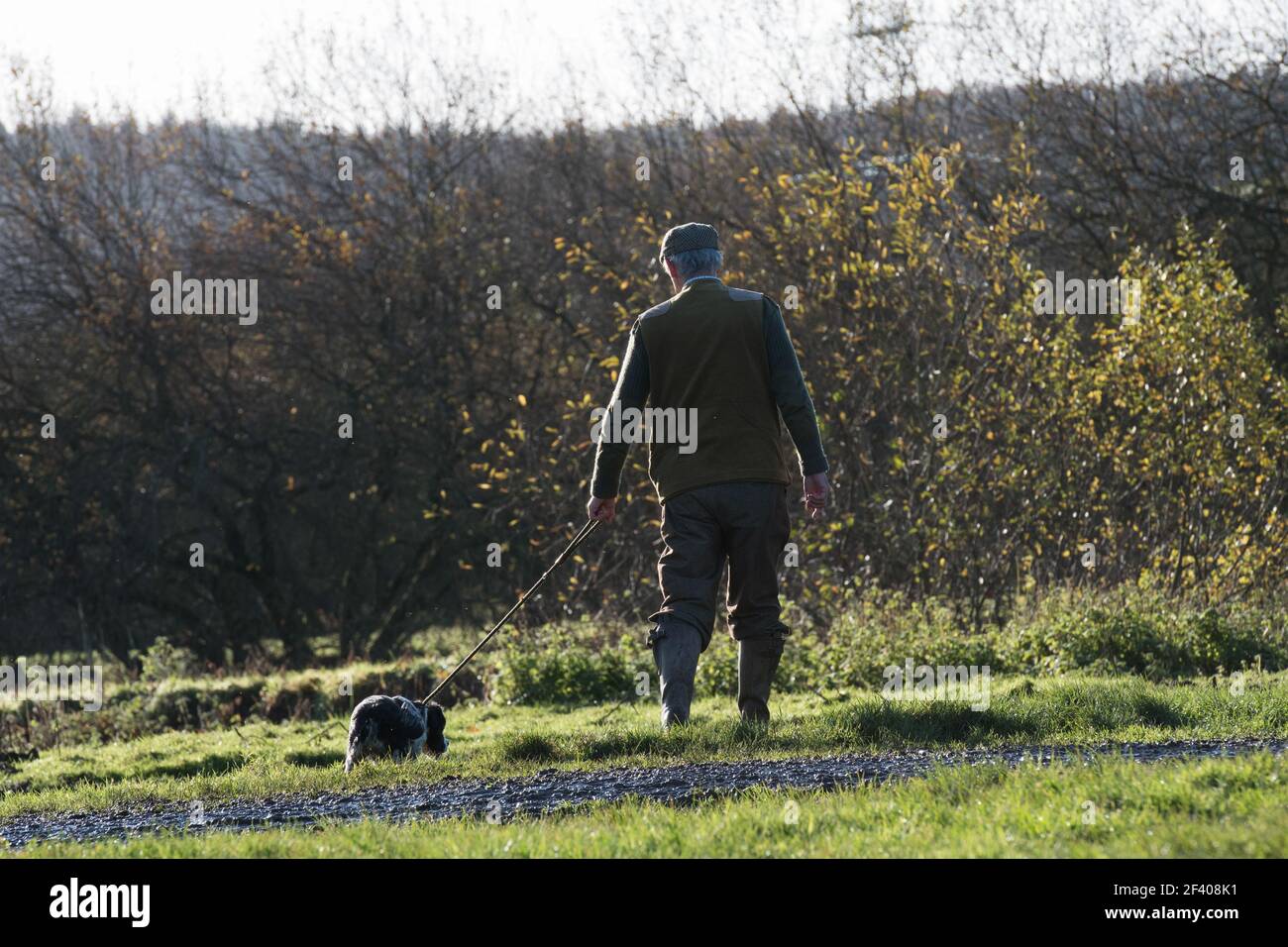 Walking up game with a springer spaniel Stock Photo