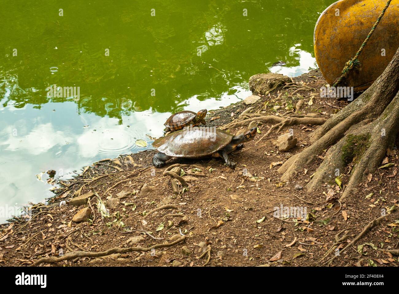 Two Red-Footed Tortoise (Chelonoidis Carbonarius) a Species from Northern South America Sunbathing Stock Photo